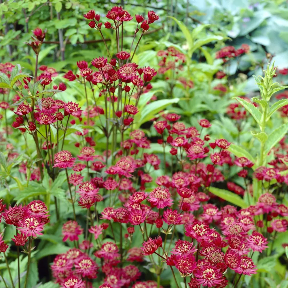 Grande astrance Ruby Wedding Astrantia major Ruby Wedding