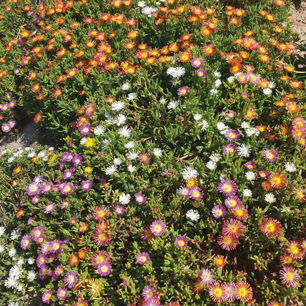 3 Pourpiers de Cooper en mélange Delosperma cooperi