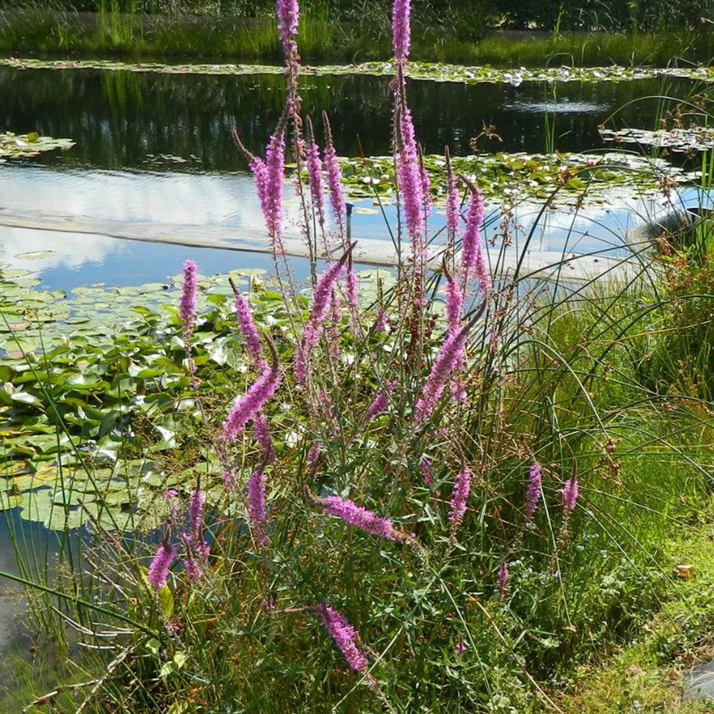Salicaire commune Lythrum salicaria