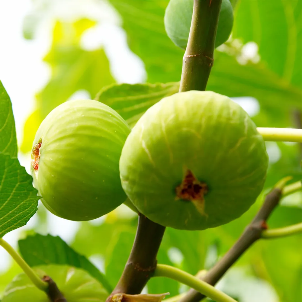 Figuier Brogiotto Blanc Ficus carica brogiotto blanc