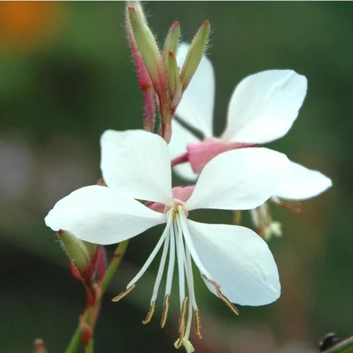 Gaura - Le pot de 1 litre
