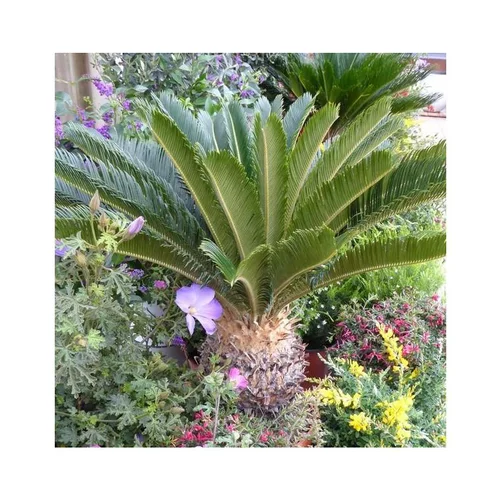 Cycas Revoluta vert. Le stipe, 30/40 cm