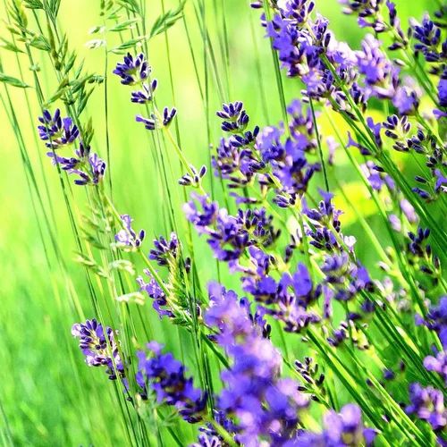 Lavandula "Aromatic Color" - Le pot de 3 litres