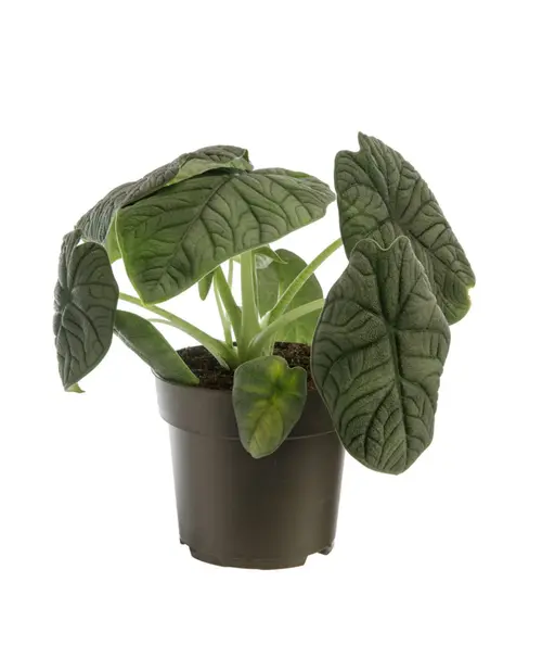 Alocasia Melo vert. Le pot Ø 17 cm