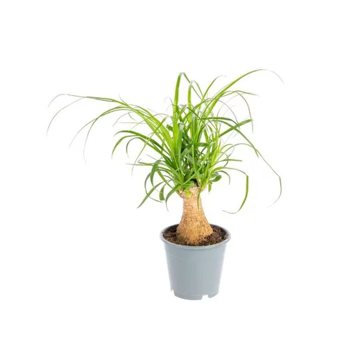 Beaucarnea coupe Ø14xH35/40 cm