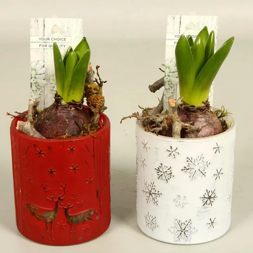 Jacinthe en pot déco de 9 cm