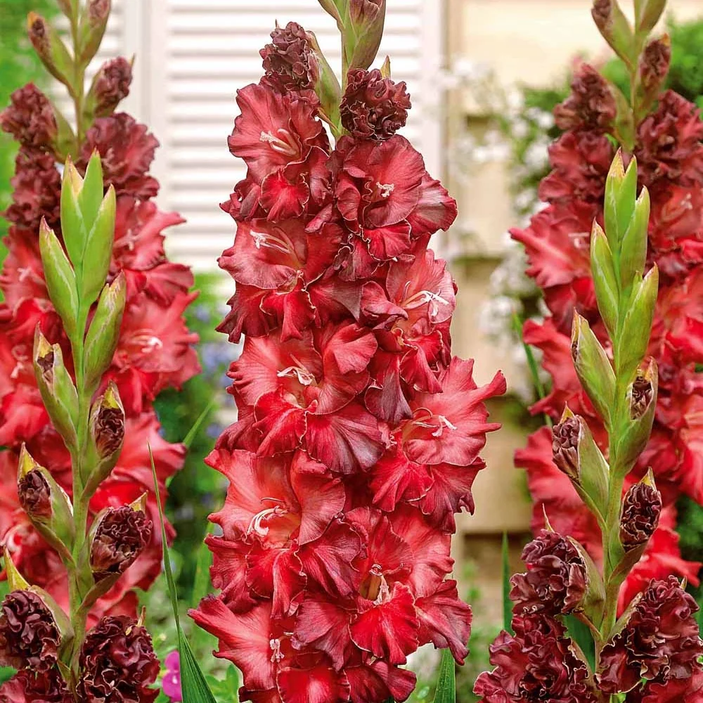 10 Glaïeuls Mystic Shades Gladiolus Mystic Shades