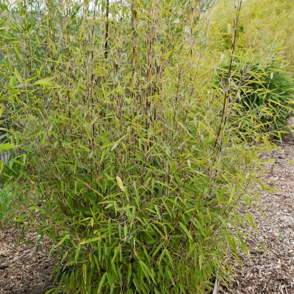 Bambou 'Volcano' non-traçant Fargesia nitida 'volcano'