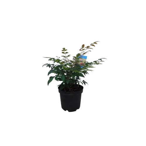 Nandina Gulfstream rouge en pot de 5 L