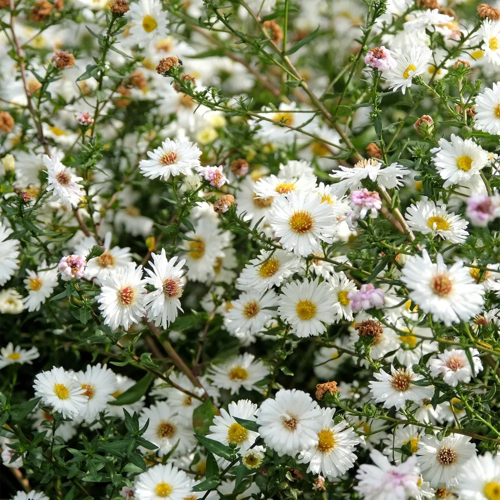 Aster grand d'automne White Lady Aster novi-belgii white ladies