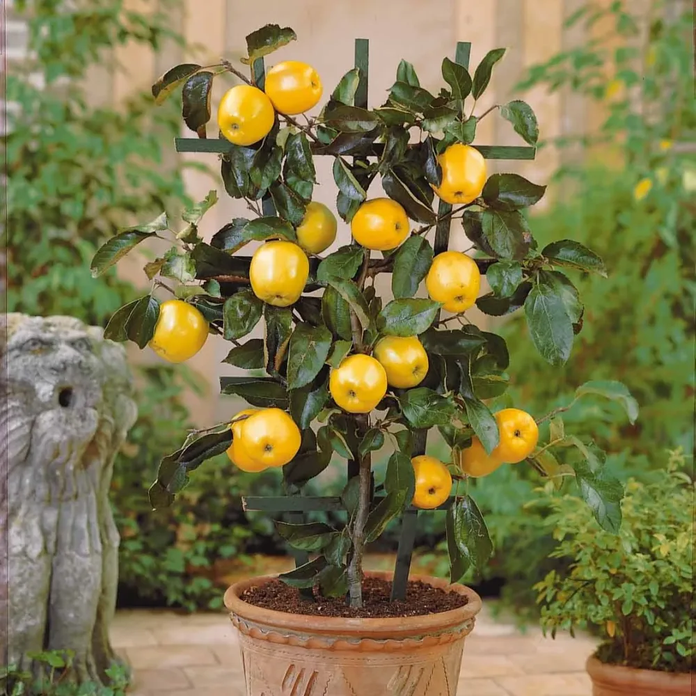 Mini pommier Golden Yellow Spur Malus domestica Golden Yellow Spur