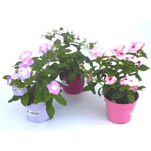 Pervenche de Madagascar - Le pot de 10.5 cm