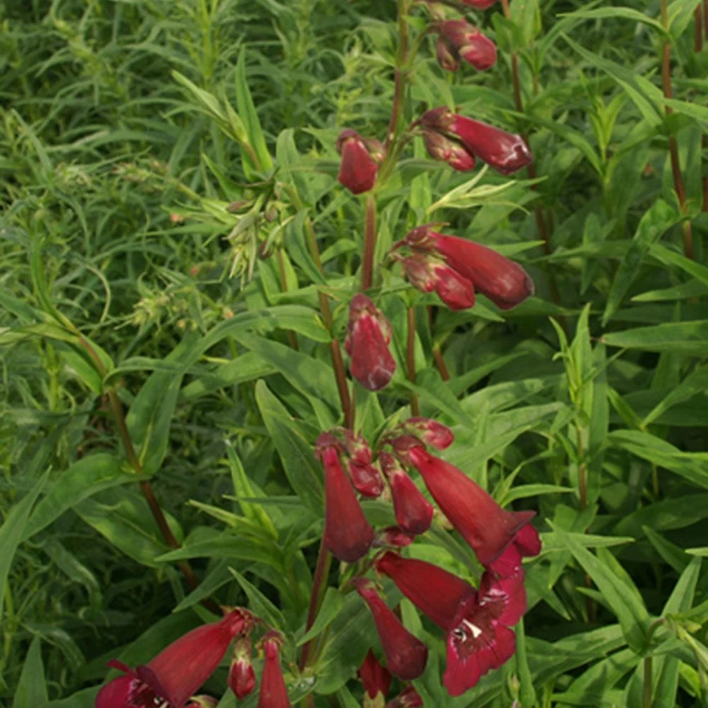 Galane Blackbird - Penstemon Penstemon blackbird