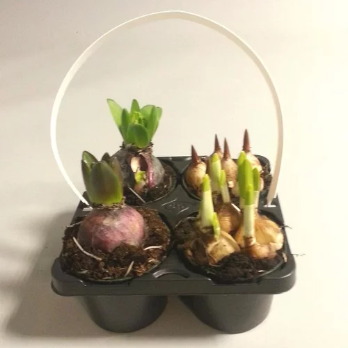 Plantes Bulbeuses en mélange Le pack de 4 plants