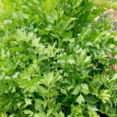 Livèche bio. Le pot de 1 litre