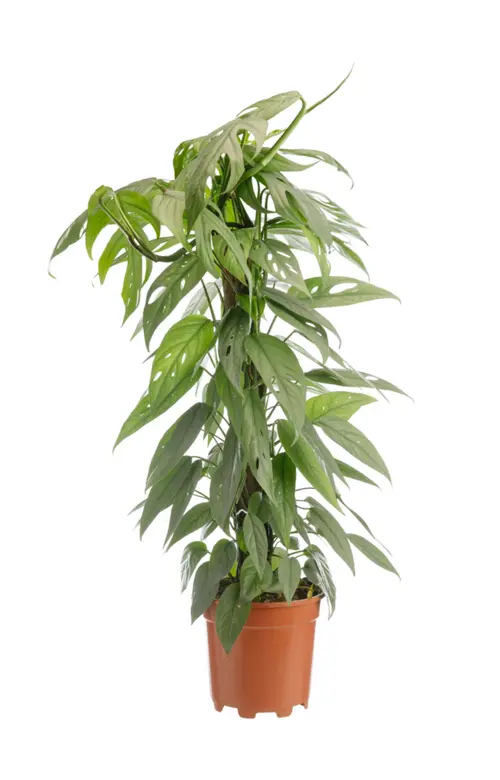 Pothos Cebu Blue vert. Le pot Ø 15 cm