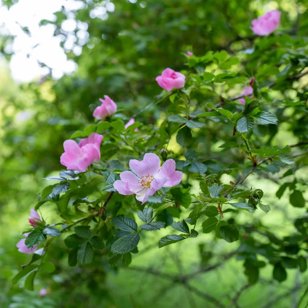 Eglantier odorant Rosa rubiginosa