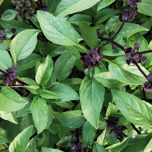 Basilic Thai Bio. Le pot de 1 litre
