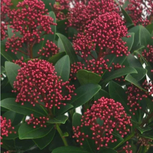 Skimmia Japonica Rubella. Le pot de 25 litres