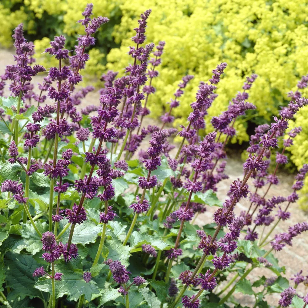 Sauge verticillée Purple Rain Salvia verticillata Purple Rain