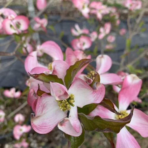 Cornus Florida Cherokee Chief. Le pot de 10 litres