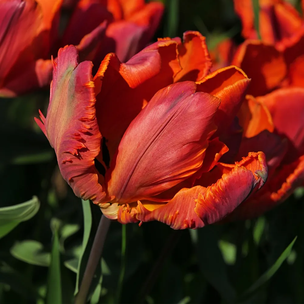 6 Tulipes perroquet Blumex Tulipa blumex