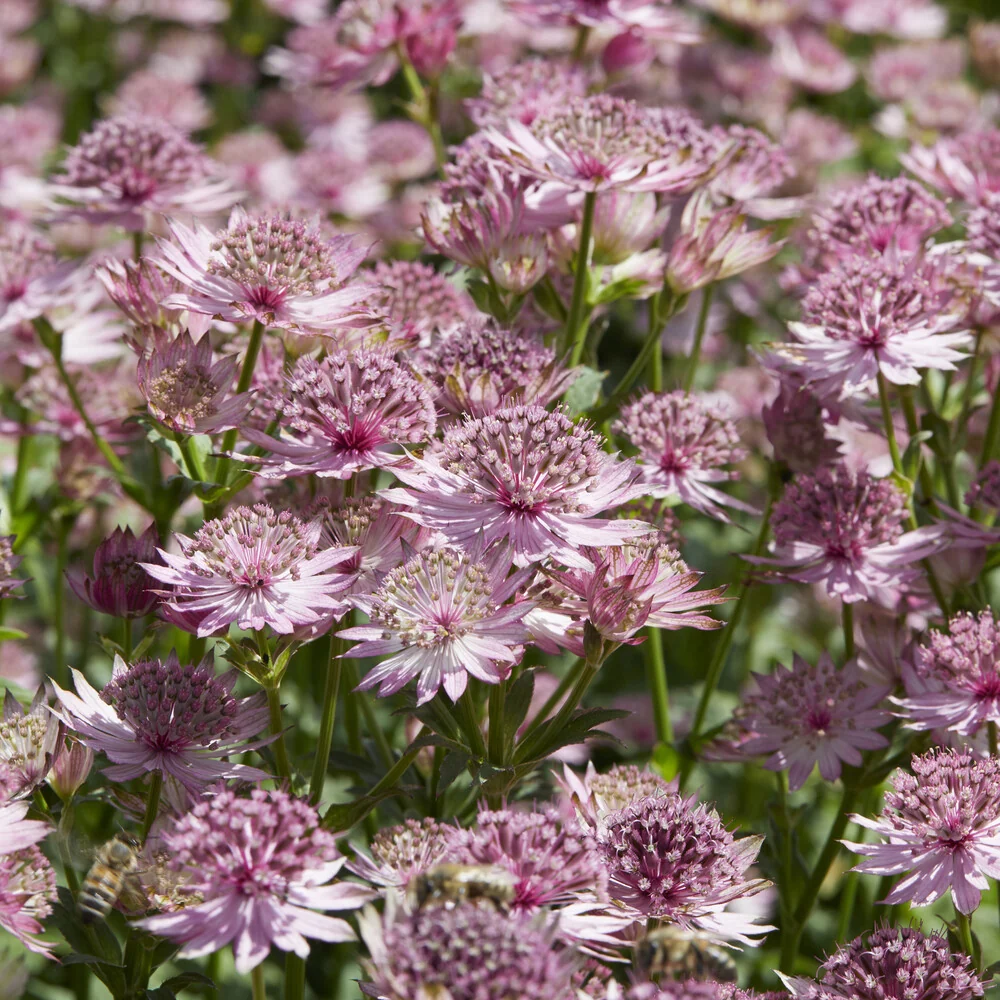 Grande astrance Roma Astrantia major Roma