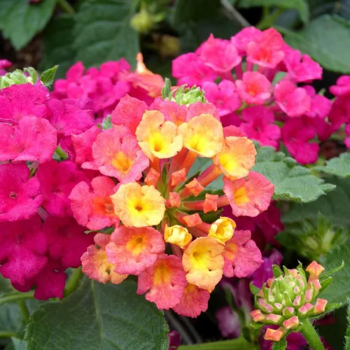 Lantana à fleurs multicolores - Le pot de 4,5 litres