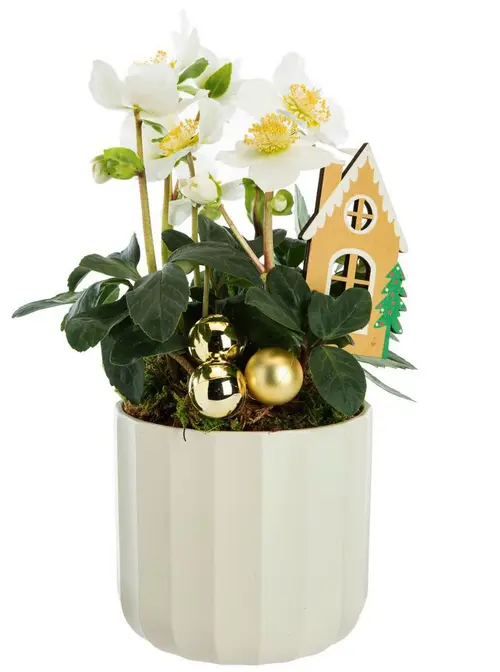 Hellébore pot blanc - Ø 13 cm