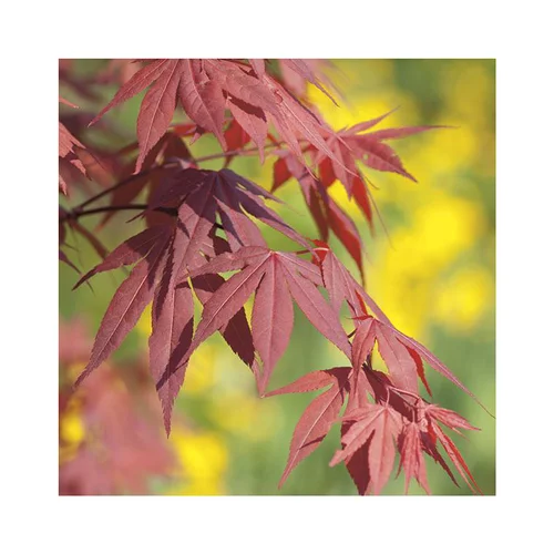 Erable du Japon (ACER PALMATUM FIRE GLOW ) Le pot de 30 litres
