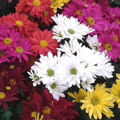 Chrysanthème américain multicolore ou Marguerite d'automne à fleurs multicolores - La coupe Ø 23 cm