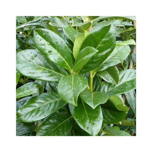 Laurier cerise ou Laurier palme Caucasica vert. Le pot de 20 litres