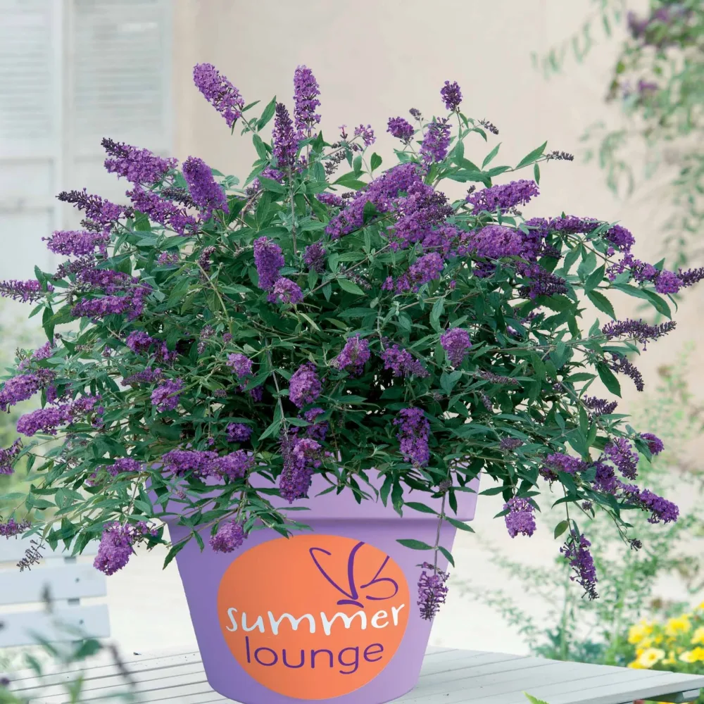 Arbre à papillons Flânerie d'été Buddleja Summer Lounge