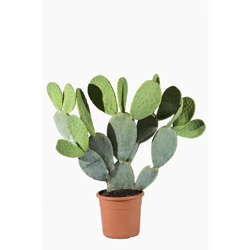 Opuntia Ficus Indica ou Figuier de Barbarie en pot de 7 L