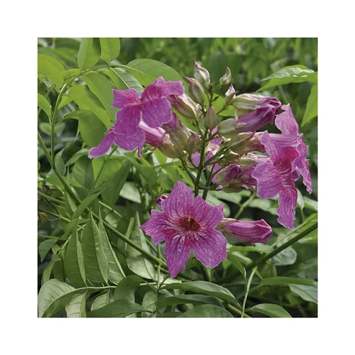 PODRANEA RICASOLIANA VIOLET. Le pot de 3 litres