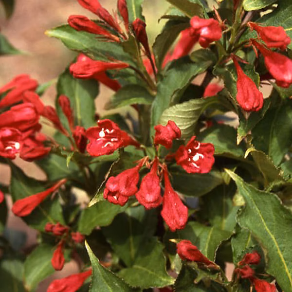 2 x Weigela 'Red Prince' – 50-60 cm pot