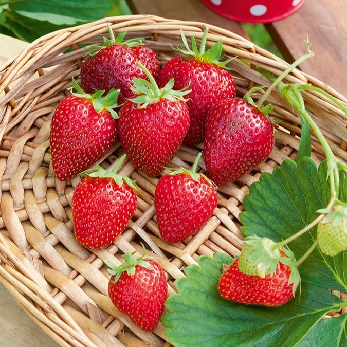 Fraisier remontant Cirafine Fragaria x ananassa Cirafine
