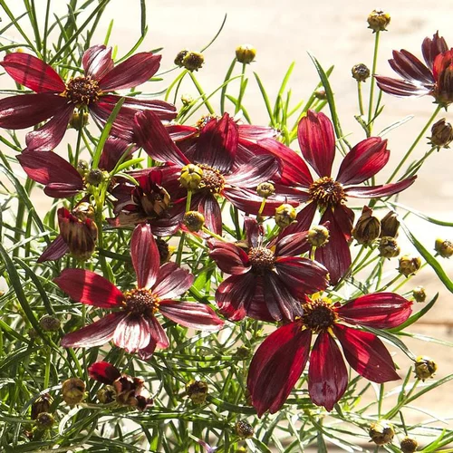 Coréopsis red satin rouge en pot de 2 L