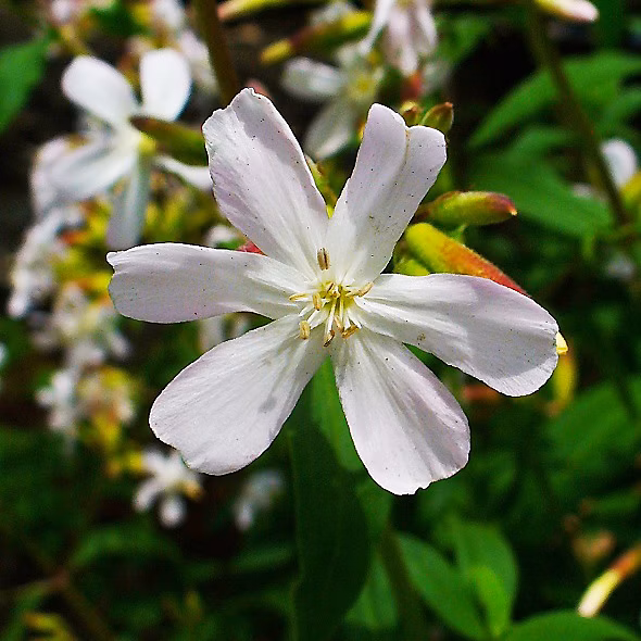 6 x Saponaria ocymoides 'Snow Tip' – godet 9cm x 9cm