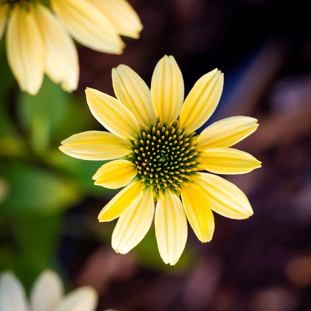 Echinacée pourpre Mellow Yellows Echinacea purpurea mellow yellows