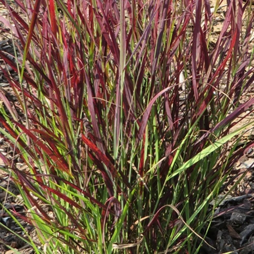 Panic érigé Sangria Panicum virgatum sangria
