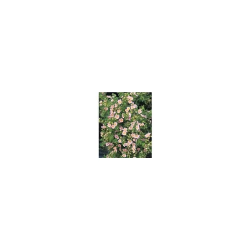 Potentille variée (Potentilla Fructicosa). Le pot de 2 litres