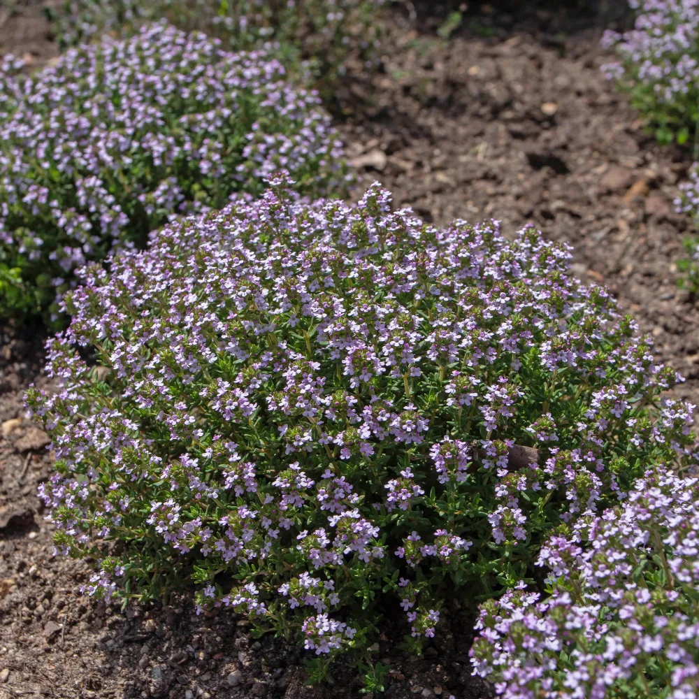 Thym commun Compactus Thym nain Thymus vulgaris compactus