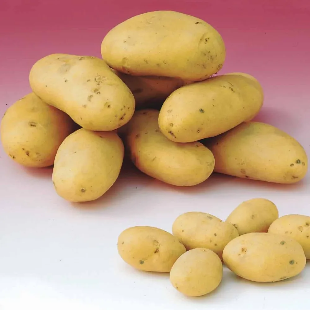 Pomme de terre Caesar (1,5 kg) Solanum tuberosum caesar