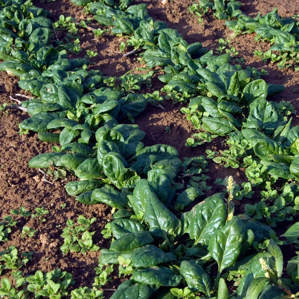 Epinard Nores Beta vulgaris nores