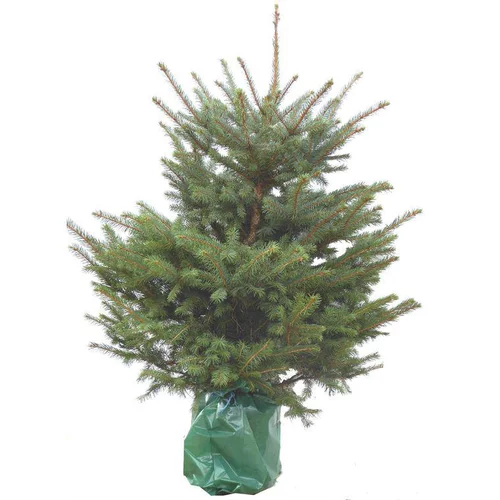 Sapin de Noël naturel en pot Pungens - de 125 à 150 cm