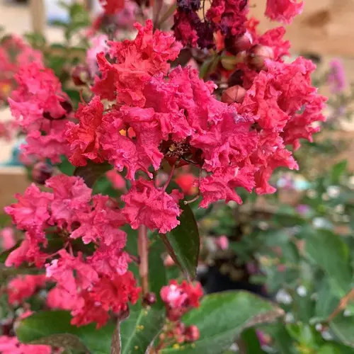 Lagerstroemia Dynamite coloris rouge – 3 L