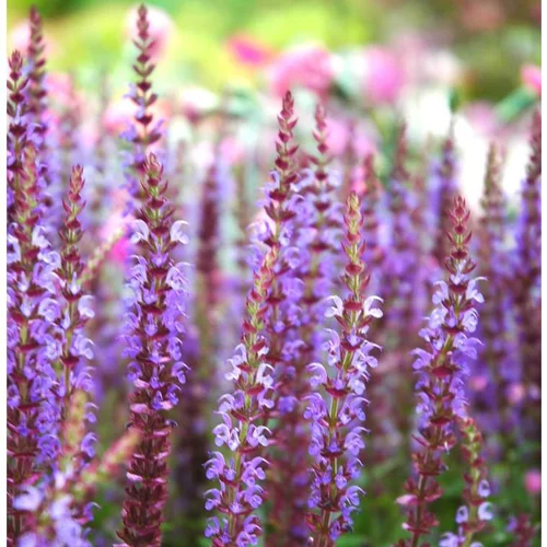 Salvia Nemorosa - Le pot de 3 litres