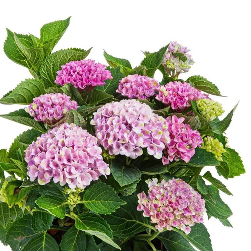 Hortensia Magical (Hydrangea Paniculata) Multicolore. Le pot de 10 litres