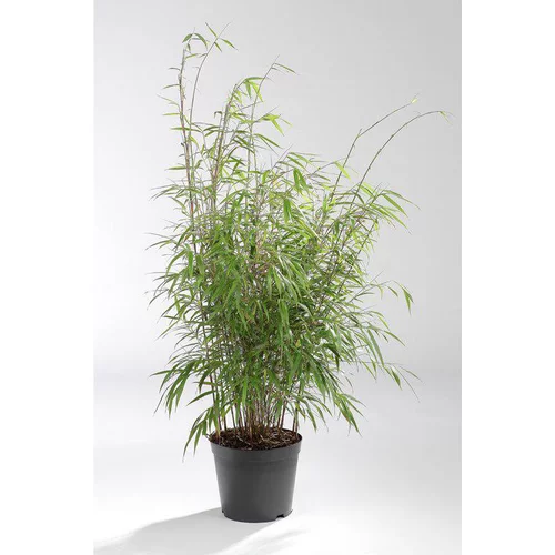 Bambou Fargesia Asia Wonder. Le pot de 4 litres